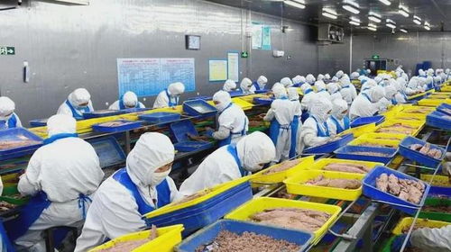 石島創新海洋科技，生物技術助力漁業產業鏈增值