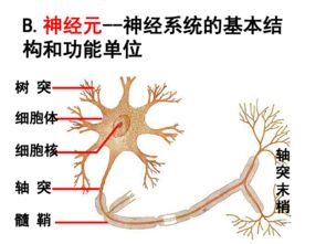 通過(guò)神經(jīng)系統(tǒng)的調(diào)節(jié)
